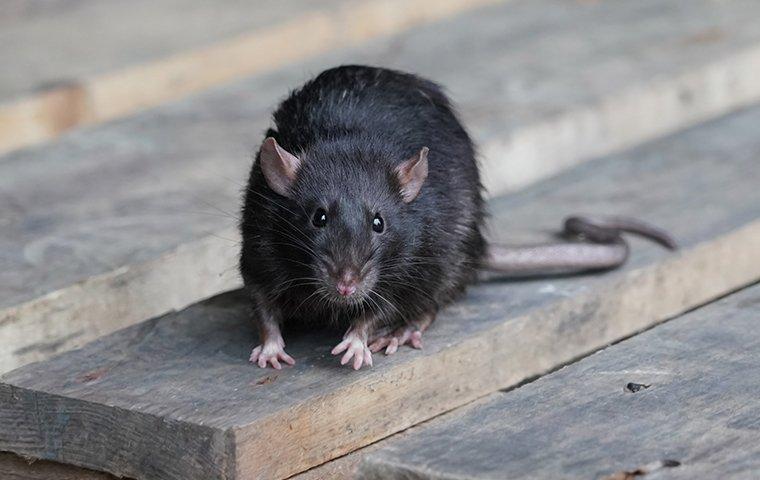 a roof rat sitting on wood