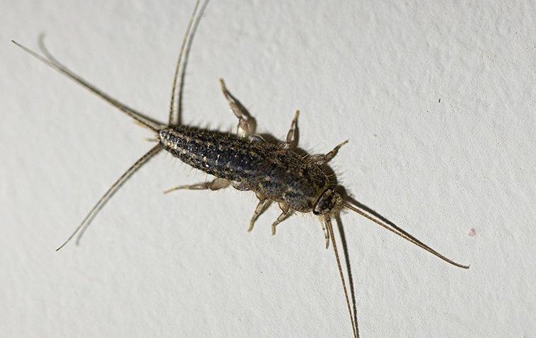 silverfish crawling on paper