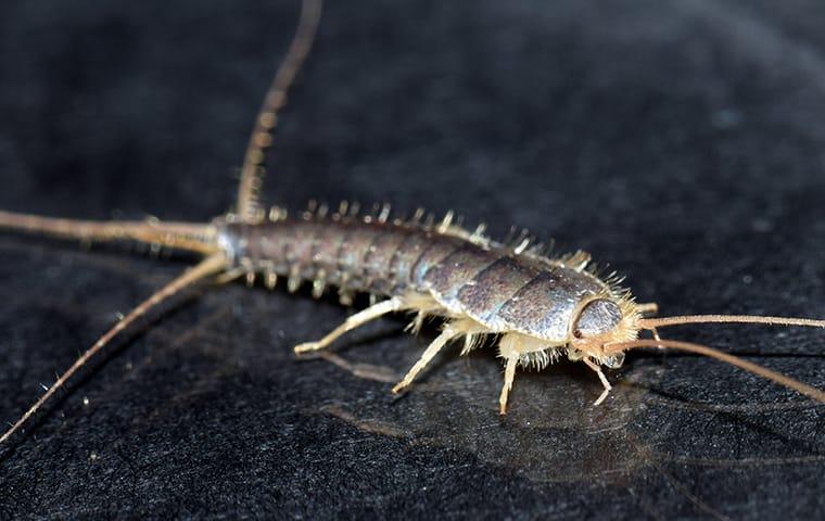 silverfish in bathroom