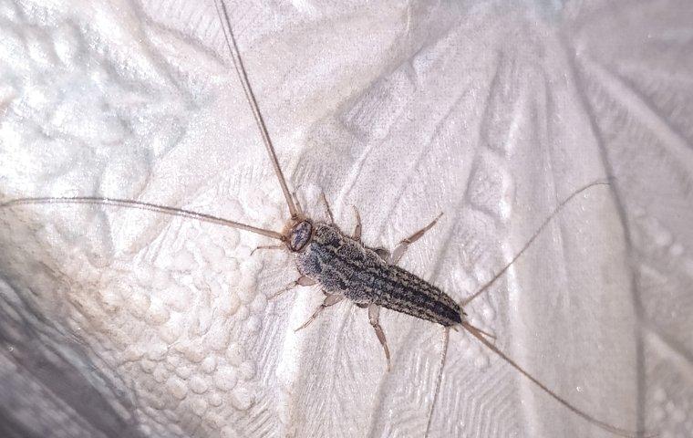 silverfish on styrofoam