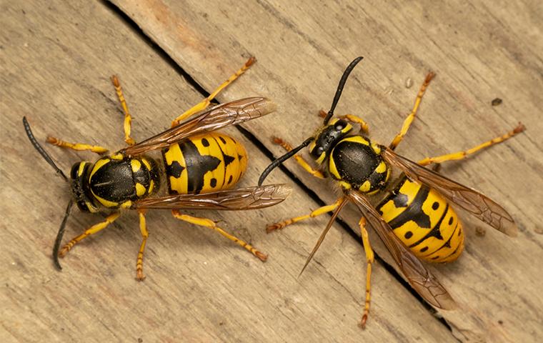 two wasps on wooden surface