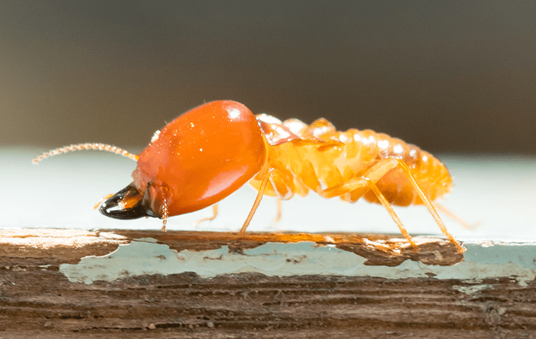 a termite on the porch of a northern florida home