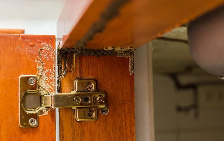 termite damage on a kitchen cabinet