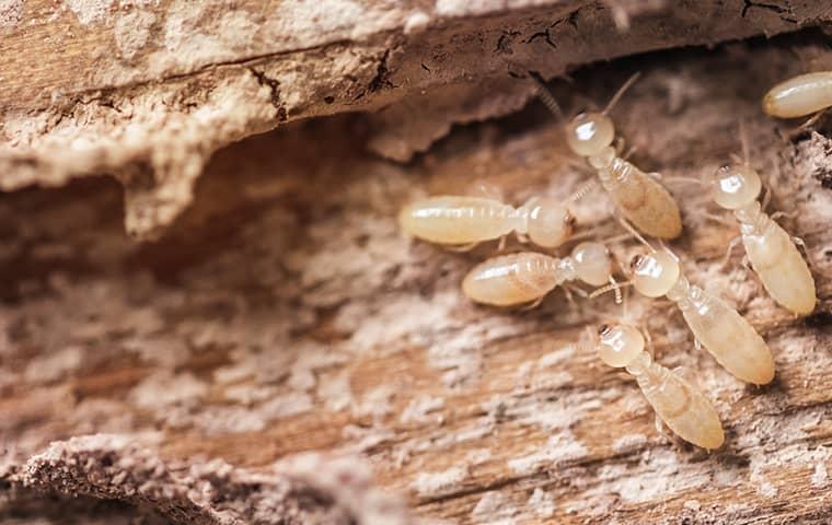 a large swarm of adult termites damaging jacksonville wood structure
