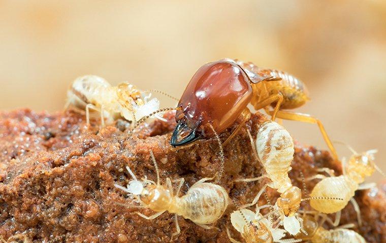 termites up close