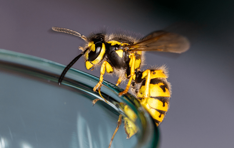 wasp on glass cup