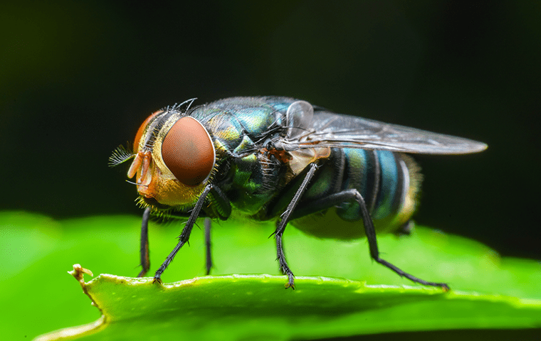 a blow flie on a leaf outside a home in julington creek florida