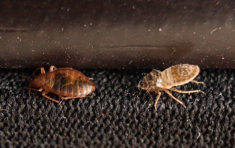 a bed bug shedding its skin on furniture in bostwick florida