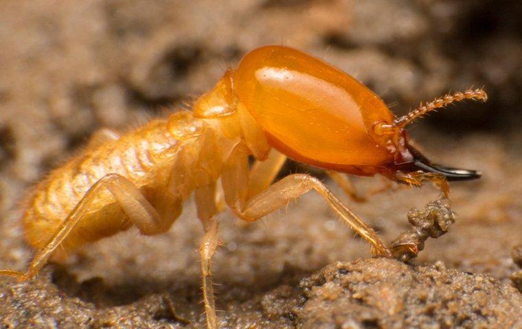 termite crawling on rotten wood in bostwick