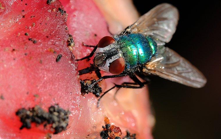 fly on fruit