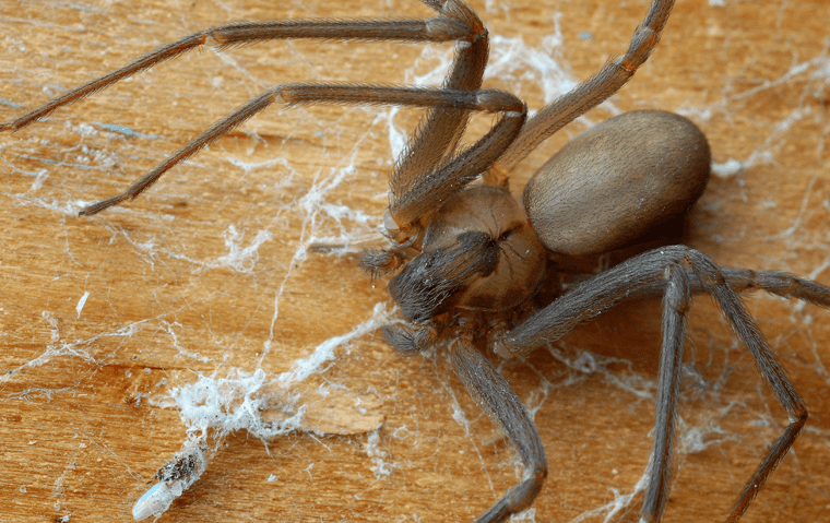 Spider Identification In Jacksonville, FL | Lindsey Pest Services