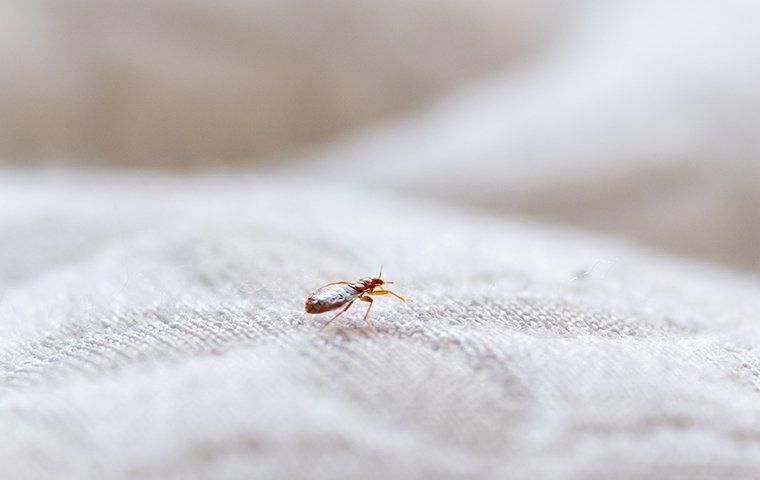 a bed bug crawling on a mattress in callahan florida