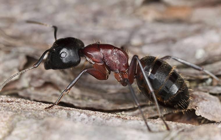 a carpenter ant outside of a home in lakeside florida