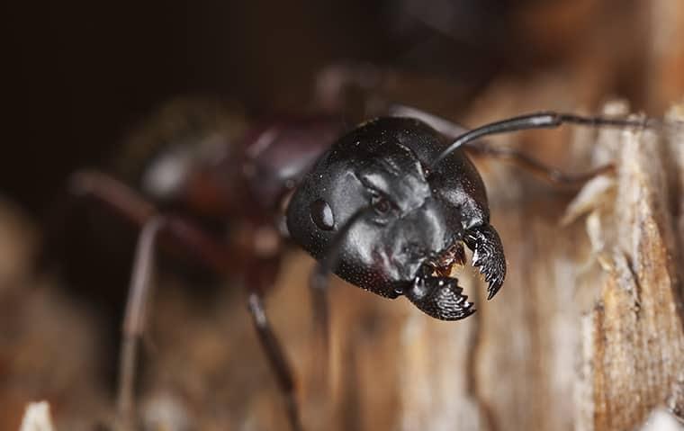 a carpenter ant crawling on wood