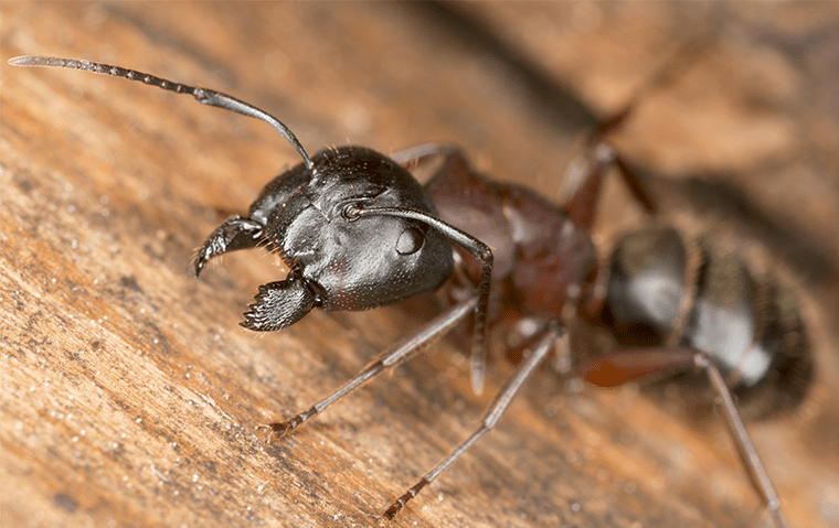 a carpenter ant outside of a lakeside florida home 