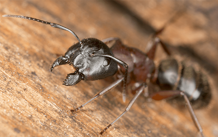 Ant Identification A Guide To The Types Of Ants In Jacksonville Fl