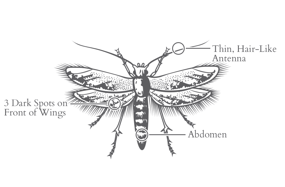 zoology - Insect identification - pantry moth vs clothes moth - Biology  Stack Exchange