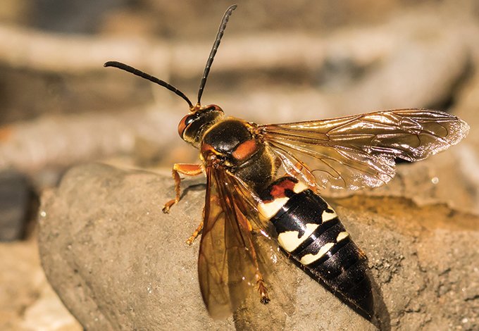 close up of a cicada killer wasp