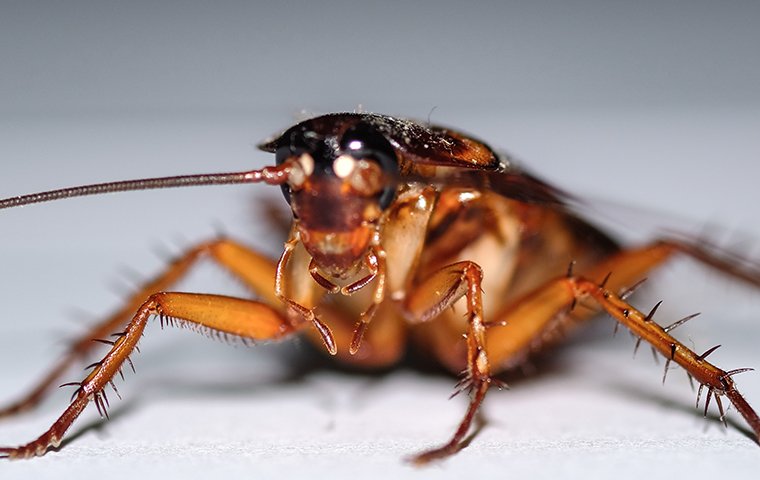 cockroach on table