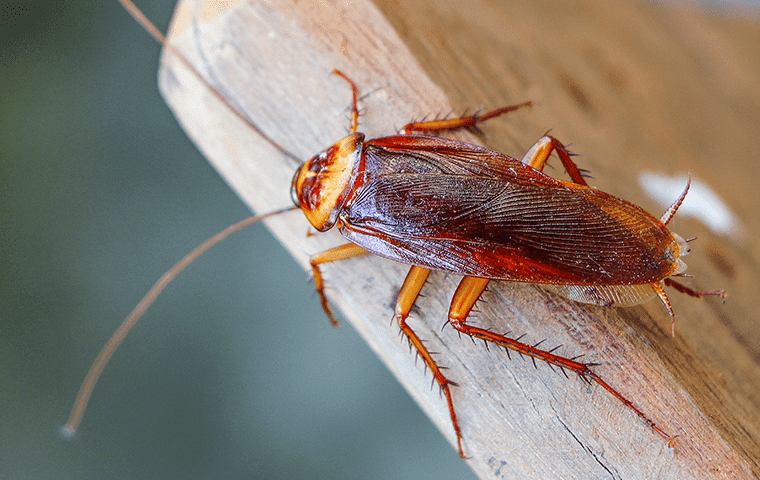 a cockroach in a home in julington creek florida