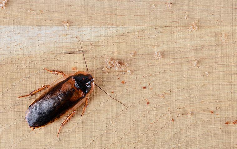 close up of cockroach