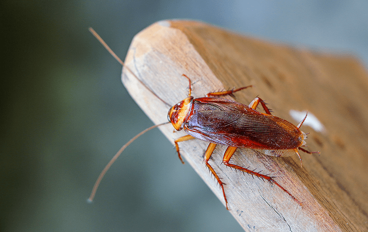 a cockroach inside of a home in neptune beach florida