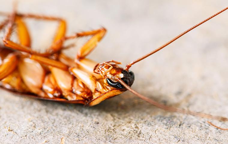 dead cockroach on floor