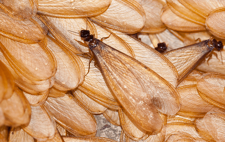 many drywood termites in a home in jacksonville florida 