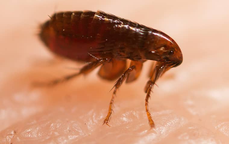 a flea crawling on a florida resident in fernandina