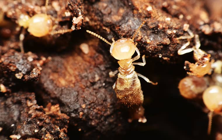 many termites damaging wood in a jacksonville home