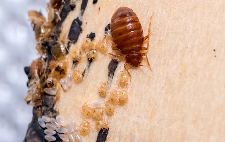 a bed bug and eggs inside of a home in fernandina beach florida