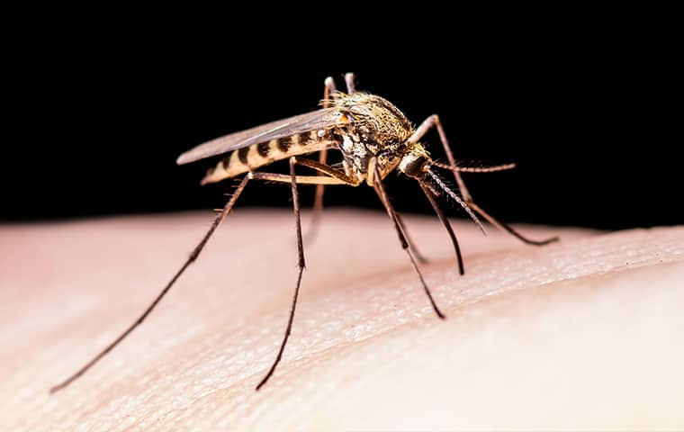 a mosquito biting a person in fernandina beach florida