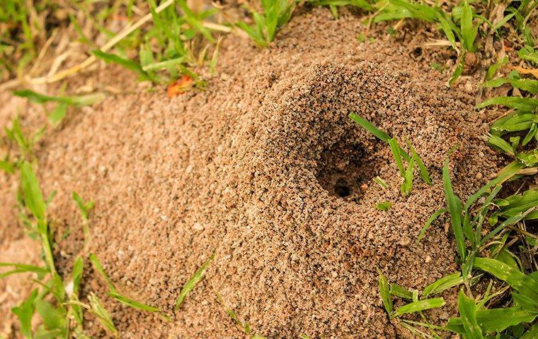a fire ant hill on a lawn