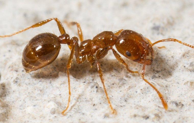 a fire ant on a patio