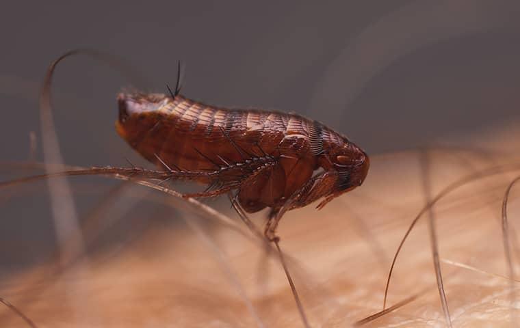 a flea crawling on a persons skin in palm valley florida