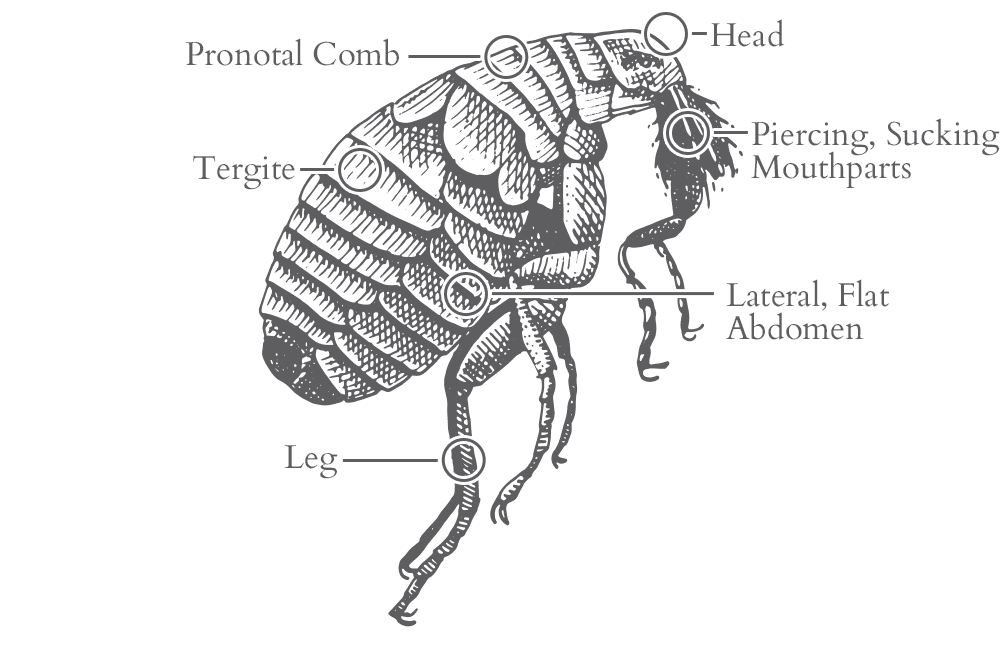 an illustration of a flea