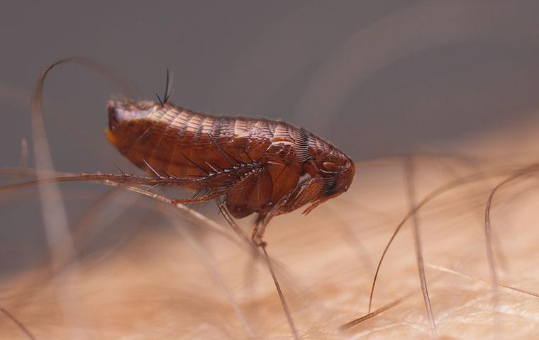 a flea crawling on human skin