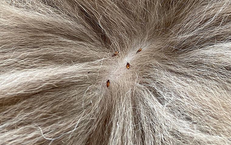 fleas in fur