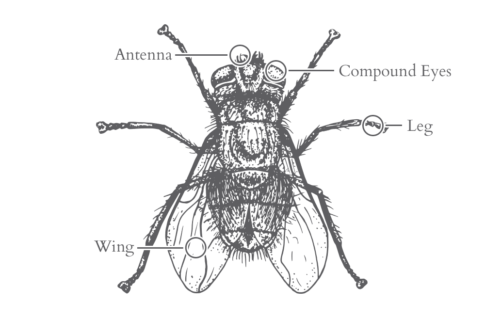 an illustration of a fly