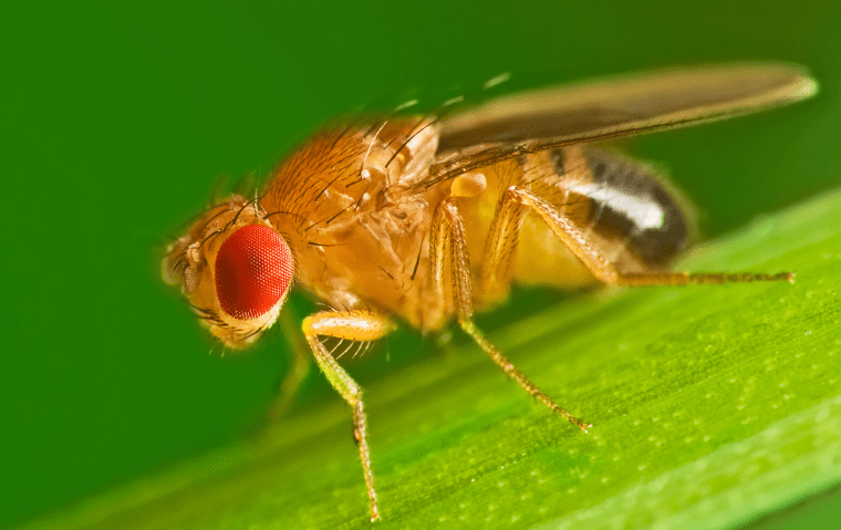 a fruit fly on a blade of grass outside a home in jacksonville florida