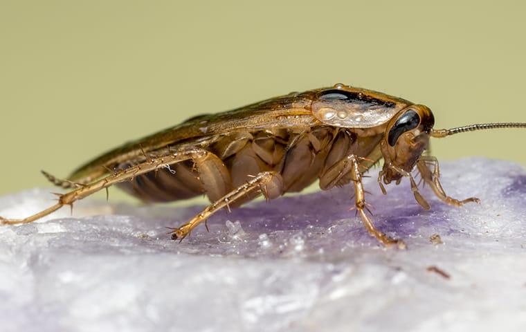 german cockroach on salt