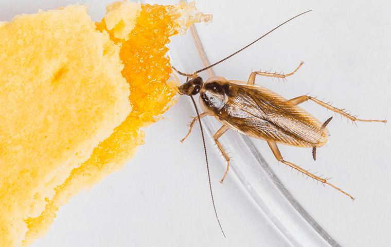 a german cockroach in a home in saint augustine florida