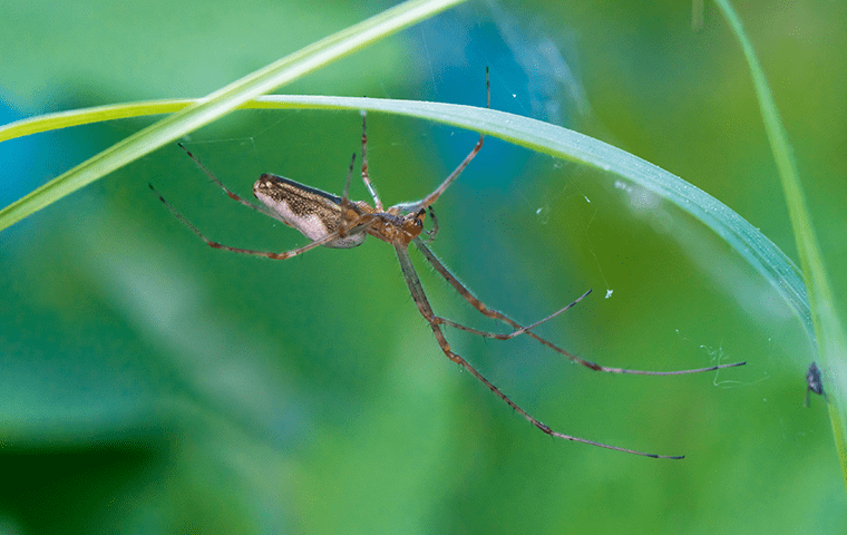 a grass spider outside of a home in jacksonville florida