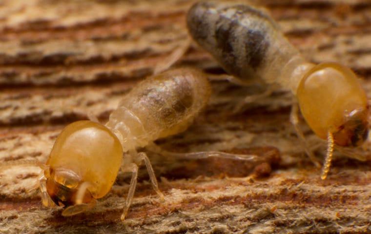 termites eating wood