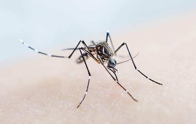 a mosquito biting the skin of a resident in green cove springs florida