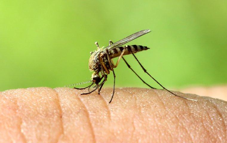 mosquito biting in hilliard florida
