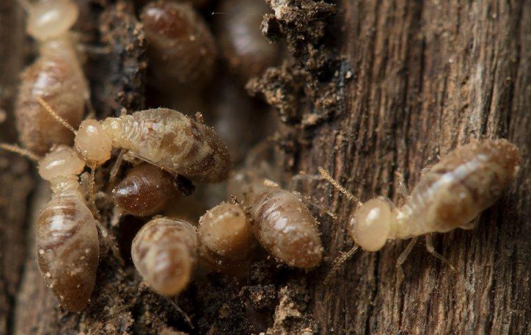 termites crawling and tunneling in wood in hilliard florida