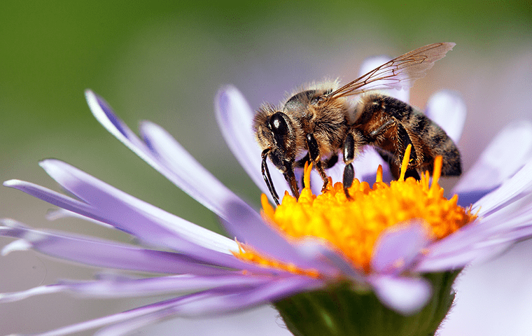 Lindsey Removes & Relocates Bees In Northeast Florida a honey bee on a purple flower outside of a jacksonville home