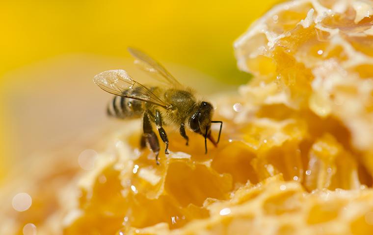 close up of honey bee