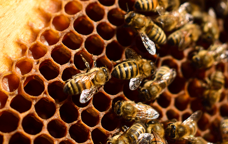 honey bee in hive